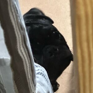 The little black tug.